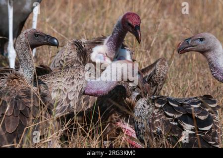 African white-backed vultures, Gyps africanus, feeding on a carcass. Masai Mara National Reserve, Kenya. Stock Photo