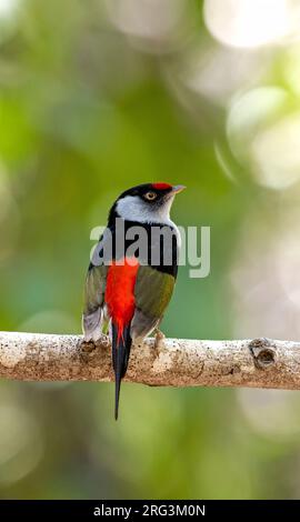Pin-tailed Manakin, Ilicura militaris, adult male perched on a branch in Brazilian rain forest Stock Photo