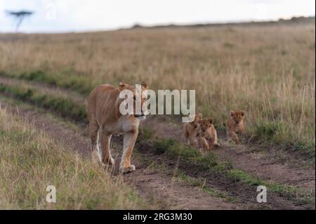 A lioness, Panthera leo, her three-month-old cubs walking in vehicle tracks through a savanna. Masai Mara National Reserve, Kenya. Stock Photo