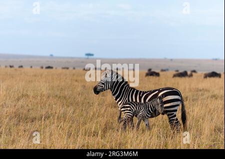 A plains zebra, Equus quagga, with her colt on the savanna. Migrating wildebeests in the distance. Masai Mara National Reserve, Kenya. Stock Photo