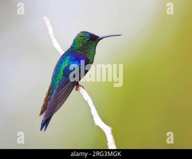 Adult Violet-crowned Woodnymph (Thalurania colombica) perched on a twig in Colombia. Stock Photo