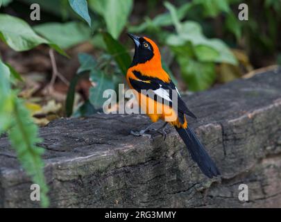 Orange-backed Troupial, Icterus croconotus strictifrons, adult perched near the ground in the Pantanal, Brazil Stock Photo