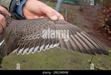 Northern Pintail (Anas acuta), upperwing of a first calendar year female in captivity. Stock Photo
