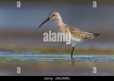 Immature Curlew Sandpiper, Calidris ferruginea, standing in shallow water in Italy. Stock Photo