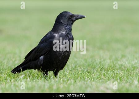 Hybrid Carrion x Hooded Crow in Germany. Stock Photo