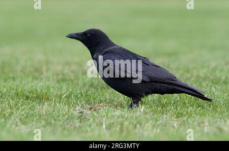 Hybrid Carrion x Hooded Crow in Germany. Stock Photo