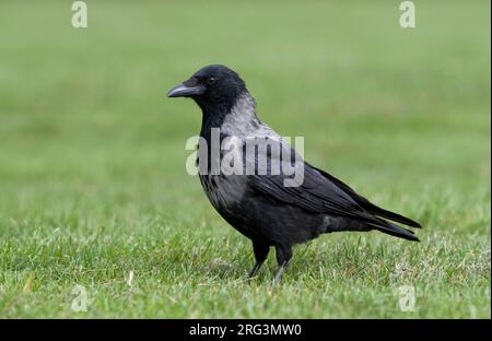 Hybrid Carrion x Hooded Crow in Germany. Stock Photo