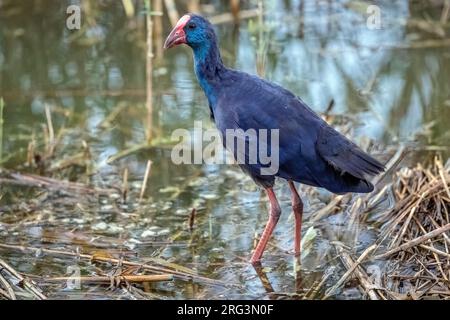 Adult Western Swamphen (Porphyrio porphyrio) eating a dead fish in Ebro Delta, Tarragone, Spain. Stock Photo