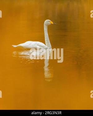 Whooper Swan, Cygnus cygnus, during autumn migration in arctic Norway. Swimming on a lake. Stock Photo