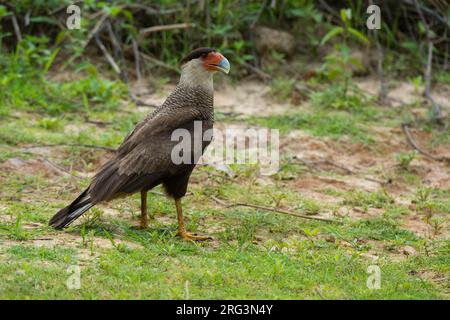 A Crested caracara, Polyborus plancus, stands in the grass. Mato Grosso Do Sul State, Brazil. Stock Photo