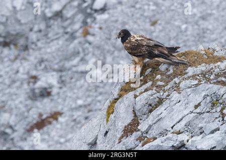 Bearded Vulture (Gypaetus barbatus), juvenile perched on a rock, Trentino-Alto Adige, Italy Stock Photo