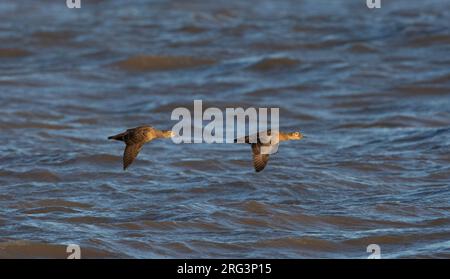 Non breeding Spectacled Eider (Somateria fischeri) (right) flying together with King Eider past Point Barrow in Alaska. Stock Photo