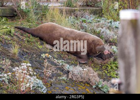 Young female WAtlantic Walrus (Odobenus rosmarus rosmarus) lingered in Harlingen, Friesland, the Natherlands. Stock Photo