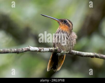 Saw-billed Hermit, Ramphodon naevius, male perched on a thin branch in Brazilian forest Stock Photo