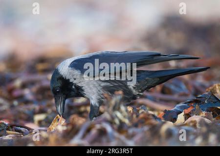 Bonte Kraai, Hooded Crow, Corvus cornix hybrid calling on beach Stock Photo
