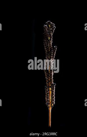 Sensitive fern, Onoclea sensibilis Stock Photo