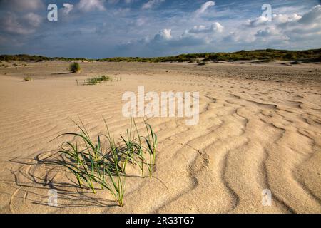 Elytrigia juncea grows in embryonic dune Stock Photo