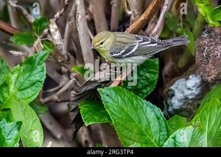 First-winter Blackpoll Warbler (Setophaga striata) perched on a plant between parking and Lighthouse valley, Corvo, Azores, Portugal. Stock Photo