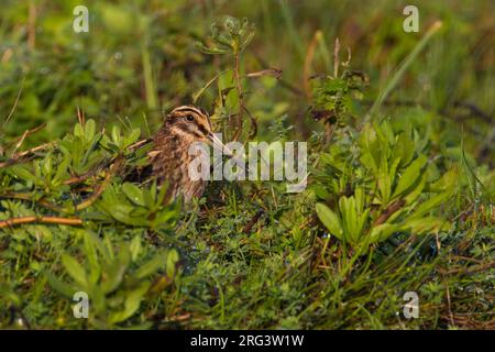 Bokje; Jack Snipe Stock Photo