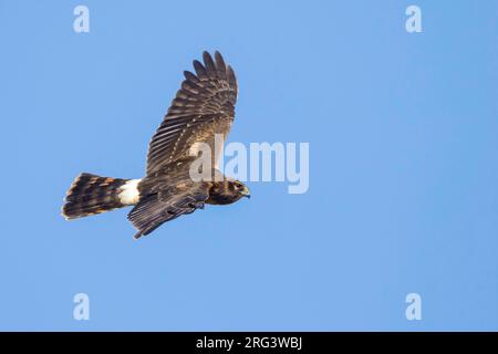 Immature Northern Harrier (Circus hudsonius) in flight during autumn in Texas, USA. Stock Photo