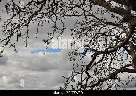 Blue eyes in the cloud Stock Photo