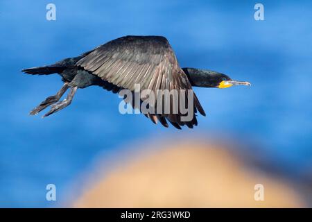 Cape Cormorant (Phalacrocorax capensis), side view of an adult in flight, Western Cape, South Africa Stock Photo