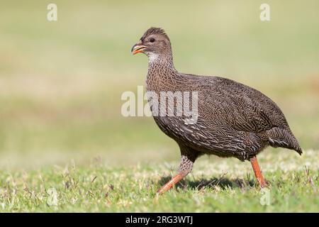 Cape Spurfowl (Pternistis capensis), side view of an adult female walking, Western Cape, South Africa Stock Photo