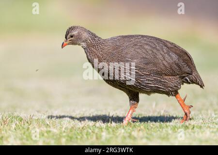 Cape Spurfowl (Pternistis capensis), side view of an adult male walking, Western Cape, South Africa Stock Photo