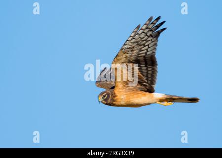 Immature Northern Harrier (Circus hudsonius) in flight during autumn in California, USA. Stock Photo