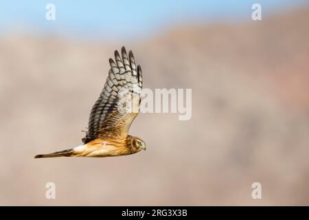 Immature Northern Harrier (Circus hudsonius) in flight during autumn in California, USA. Stock Photo