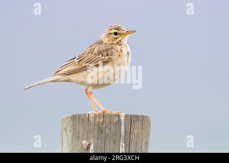 African Pipit (Anthus cinnamomeus), side view of an adult standing on a post, Western Cape, South Africa Stock Photo