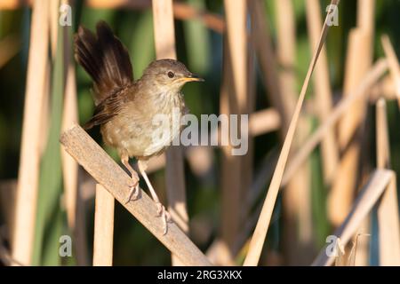 Little Rush Warbler (Bradypterus baboecala baboecala), Strandfontein ...