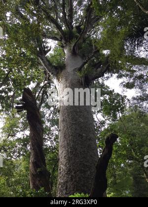 Huge Kauri (Agathis australis) in Waipoua Forest on North Island, New Zealand. Seen from below. Stock Photo