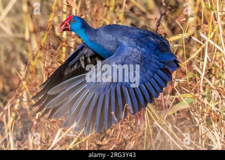 Fist winter Western Swamphen (Porphyrio porphyrio) flying over het Vinne, Zoutleeuw, Brabant, Belgium. Stock Photo