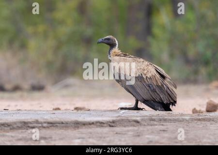 White-backed Vulture (Gyps africanus), side view of an immature standing on the ground, Mpumalanga, South Africa Stock Photo