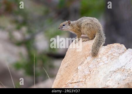Smith's Bush Squirrel (Paraxerus cepapi), side view of an adult sitting on a rock, Mpumalanga, South Africa Stock Photo
