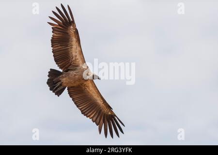 White-backed Vulture (Gyps africanus), immature in flight seen from below, Mpumalanga, South Africa Stock Photo