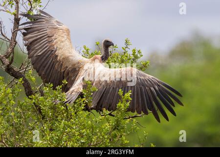 White-backed Vulture (Gyps africanus), immature perched on a tree spreading its wings, Mpumalanga, South Africa Stock Photo