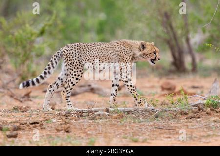 Cheetah (Acinonyx jubatus), a cub walking in the Savannah, Mpumalanga, South Africa Stock Photo
