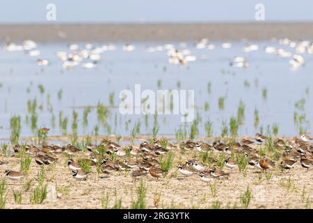 A solitary White-rumped Sandpiper is standing in a mixed flock of Dunlin's, Curlew Sandpipers and Common Ringed Plovers. Stock Photo