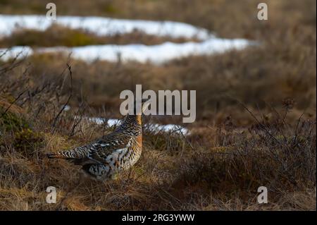 Western Capercaillie (Tetrao urogallus), female standing on snowy bog in Lapland, Finland Stock Photo