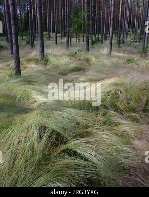Colourful undulating undergrowth of Wavy Hair-Grass (Deschampsia flexuosa) in pine forest after a windy weather Stock Photo
