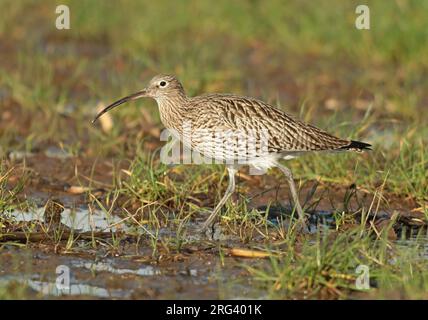 Eurasian Curlew (Numenius arquata) looking for food on an old cornfield. Stock Photo