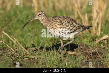 Eurasian Curlew (Numenius arquata) looking for food on an old cornfield. Stock Photo