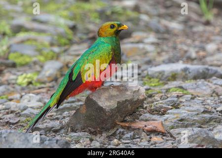 A Male White-tipped Quetzal (Pharomachrus fulgidus festatus) at ProAves El Dorado Reserve, Santa Marta Sierra Nevada, Magdalena, Colombia. IUCN Status Stock Photo