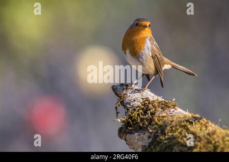 European Robin (Erithacus rubecula) perched on a branch. Stock Photo