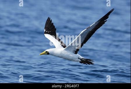 Masked Booby, Sula dactylatra, off the coast of Oman. Stock Photo