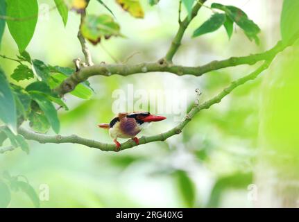 Sangihe Lilac-cheeked Kingfisher (Cittura cyanotis sanghirensis ) prched on branch in understory of tropical rainforest on the Sangihe Islands, Sulawe Stock Photo