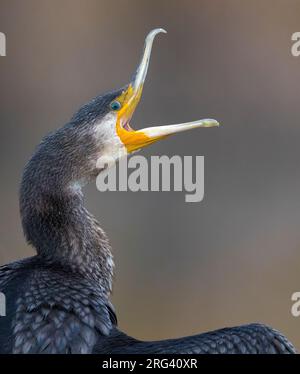 Great Cormorant (Phalacrocorax carbo ssp. sinensis) calling loud Stock Photo
