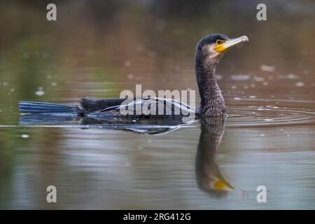 Great Cormorant (Phalacrocorax carbo ssp. sinensis) swimming Stock Photo